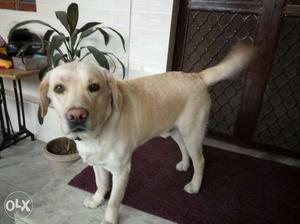 Cute golden healthy labra dog