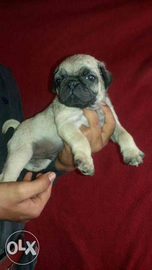 Cute little pug puppy available...
