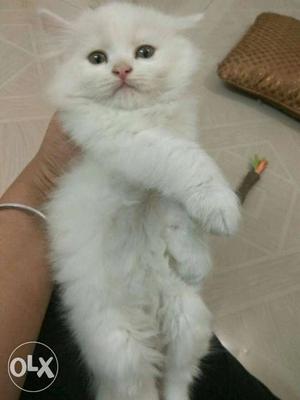 Cute long fur traind persian cats kitten sale..affordable