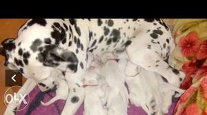 Dalmatian And White Short Coated Puppies full white femal