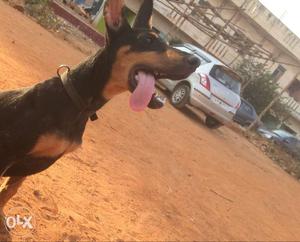 Doberman good quality dog female