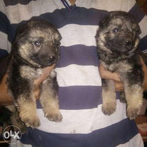 Double Coat German Shepherd pup available. (one pup price