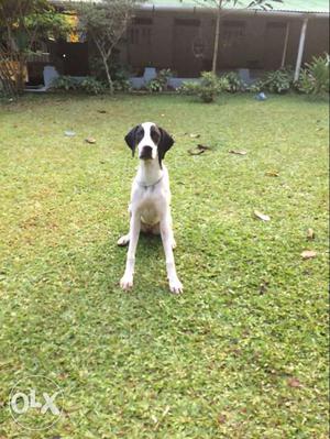 English Pointer 10 month old excellent quality