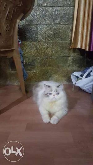 Exteme punch white eyes persian male for mating