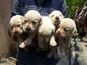 Female labe puppy's available 25 days