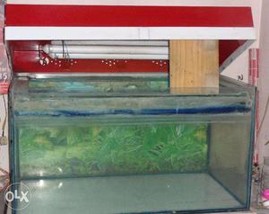 Fish Tank (aquarium)