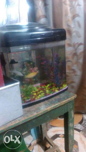 Fish aquarium in good condition with two fish and