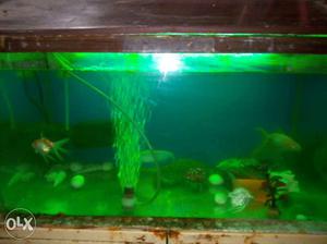 Fish tank with All equipment