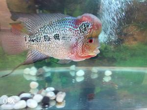Flower horn fish (imported) for sale.interested