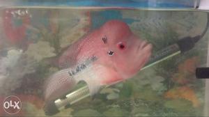 Flowerhorn Fish with filter and
