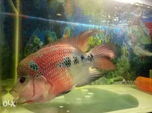 Flowerhorn fish male