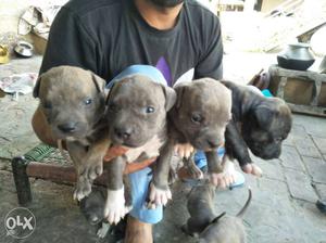 Four Gray And Black Short Coat Puppies