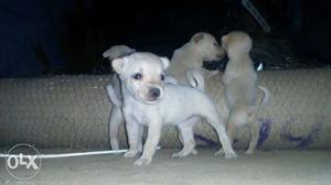 Four White Short Coated Puppies