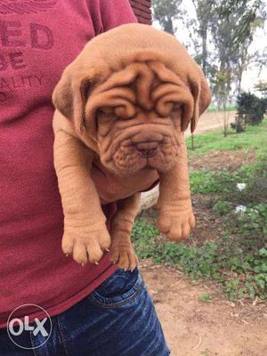 French Mastiff puppy / dog for sale find a loyal companion
