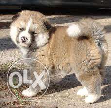 French k ennel Akita White And Black Puppies