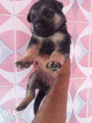 French kennel Best quality German Shepherd puppies available