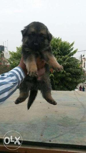 French kennel German shepherd puppy with KCI registered