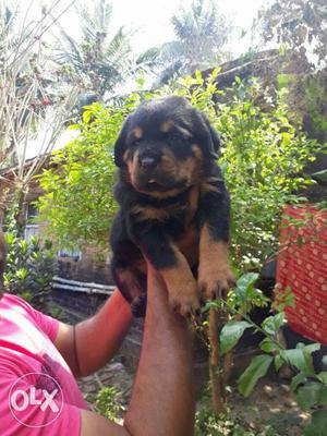 Fully punch face rottweiler puppy available any