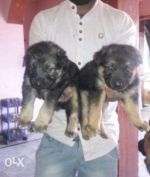 GSD puppy of top most quality male and female