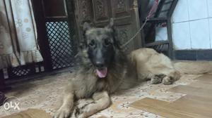 German Shepherd male 2 years old