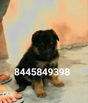 German Shepherd male puppy available in pure and