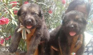 German shepherd Puppies for sale