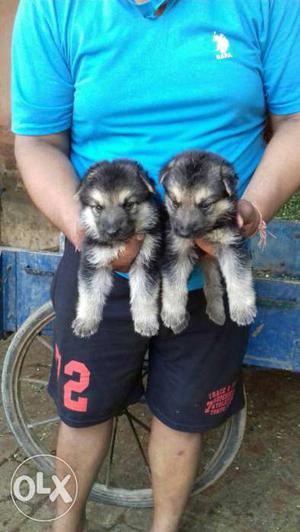 German shepherd Puppy available