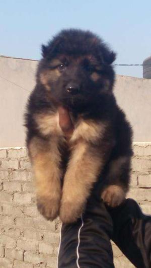 German shepherd pups for sell in delhi