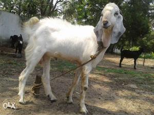 Goats for sale (13 male)