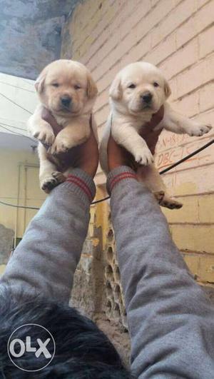 Golden Labrador Male Puppies Available for sale