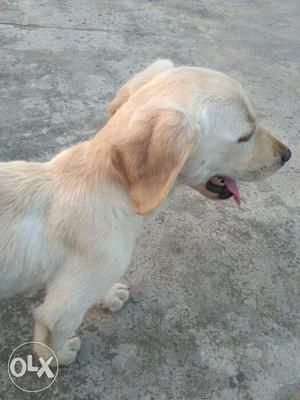 Golden female pure labra 2.5 mnth old If anyone