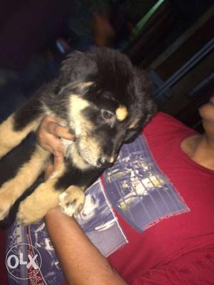Good home high quality pups at affordable price