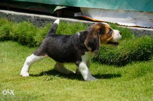 Good quality and good lineage Beagle female puppy