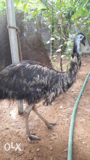 Good quality emu for sale