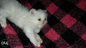 Good quality punch face Persian kittens available