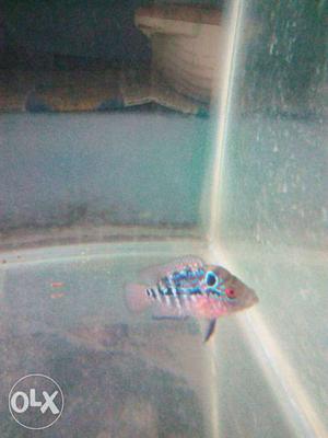 Gray Flowerhorn Cichid