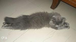 Gray Short presion Cat sweet;closely nd lovely is my cat