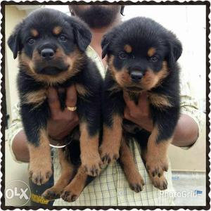 Great quality Rottweiler puppies and German