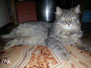Grey Medium Fur Cat