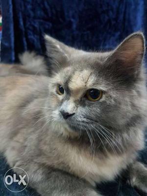 Grey persian female good hair quality i have