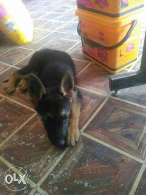 Gsd female 2 months...