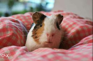 Guinea pigs a pair for /-