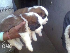 HUMANITY KENNEL;-i want too sell my saint bernard puppy high
