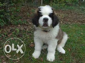 HUMANITY KENNEL;-saint bernard Strong masculine puppy for