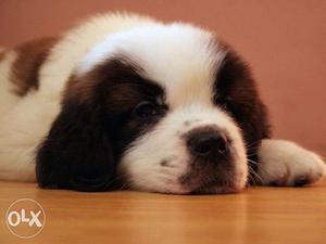 HUMANITY KENNEL;-saint bernard is very caring pupppy for