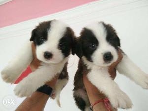 HUMANITY KENNEL;-saint bernard puppy champion booldline