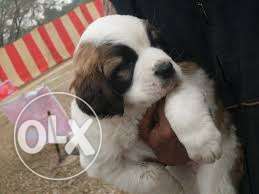 HUMANITY KENNEL;- saint bernard puppy is Strong muzzle