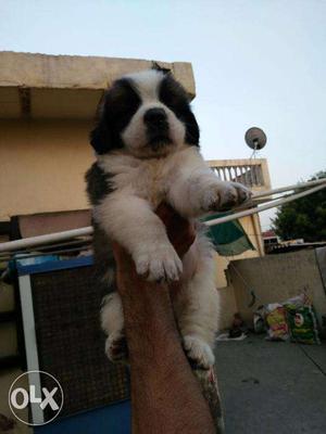 HUMANITY KENNEL;-saint bernard puppy is very high quality