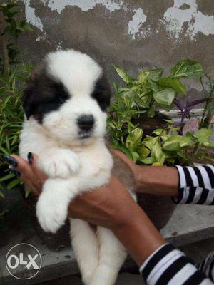 HUMANITY KENNEL;-saint bernard puppy start to in side sell