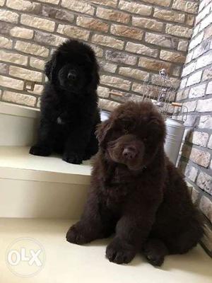 Happy kennel in male puppy good very Newfoundland puppies